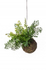 Varen adianthum string garden d10cm green